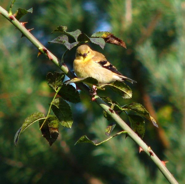 Goldfinch