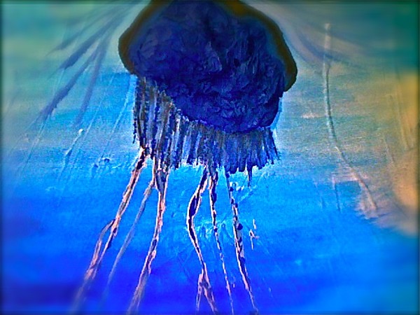 The Lone Jellyfish