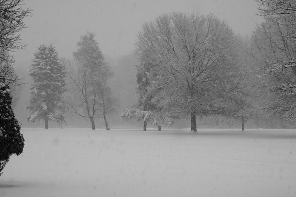 storm trees