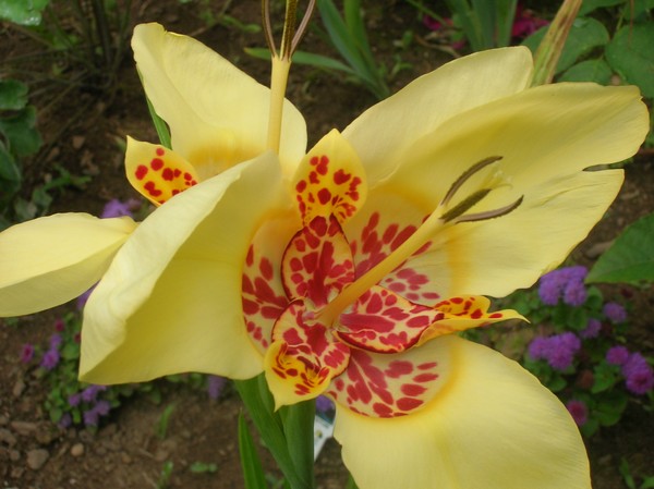 Mexican Shell Flower