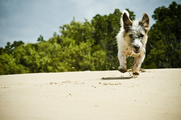 Lamu beach dog