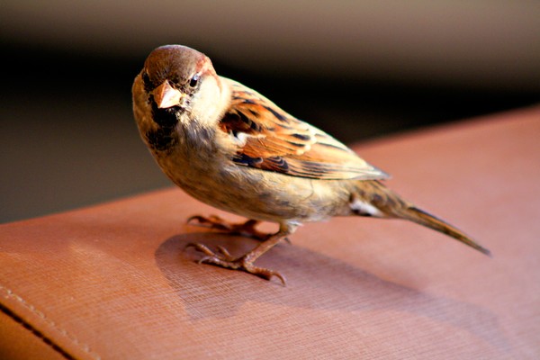 Sparrow