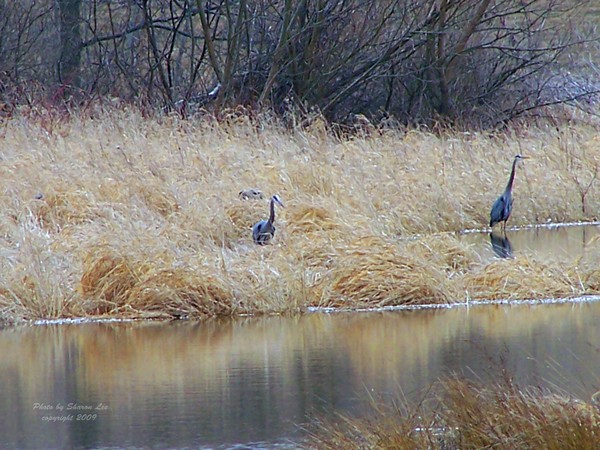 Herons looking for Spring