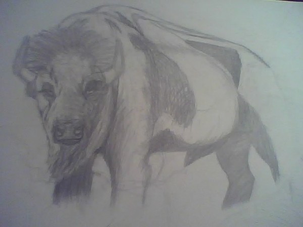 Buffalo in the First stages of Painting