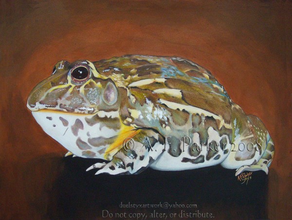 Juvenile Bullfrog