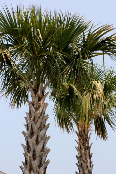 florida palms