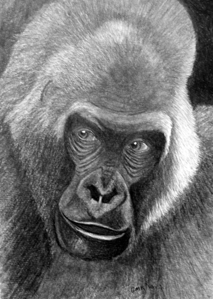 Gorilla in graphite