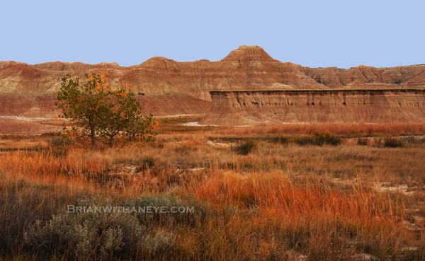 Cotton Wood in the Badlands