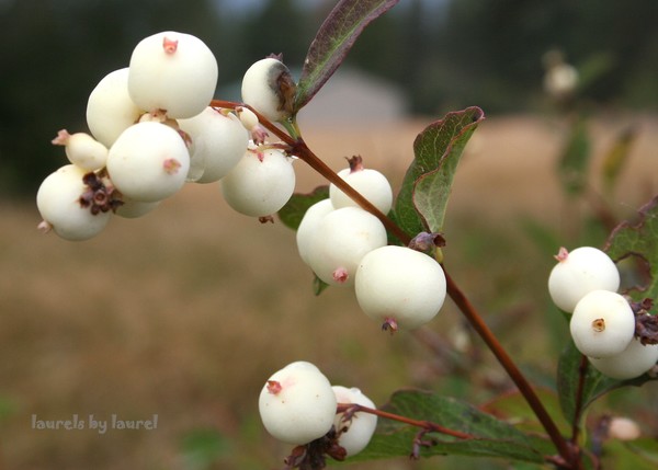 White Berries