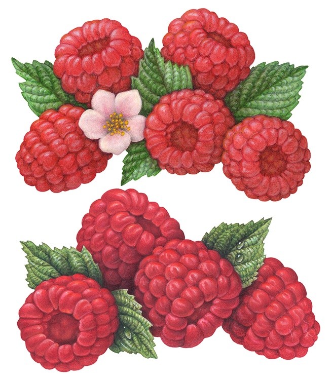 Raspberry Illustrations