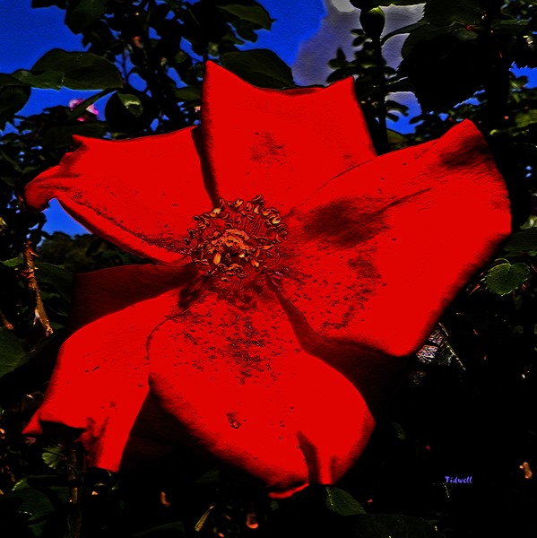 Red Flower Blue Sky