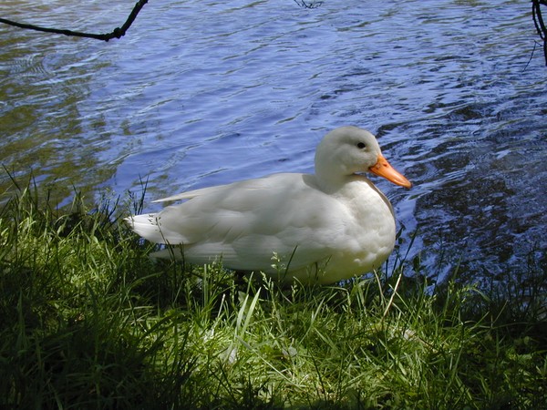 A White Duck