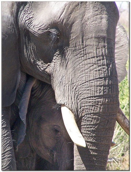 Elephant baby & mother
