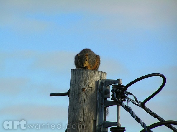 Watchfull Squirrel