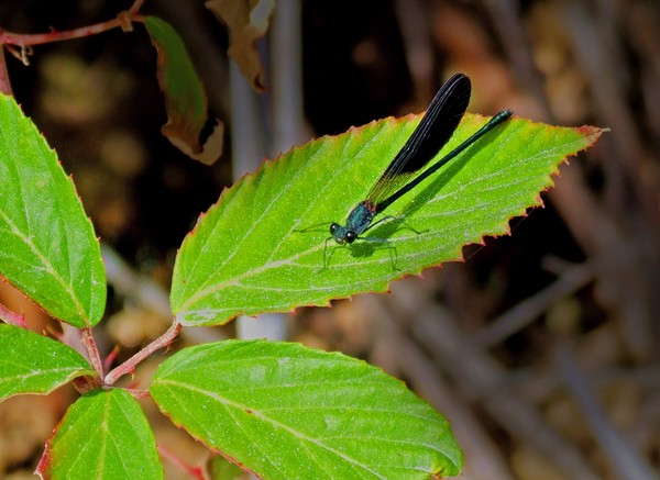 black dragonfly