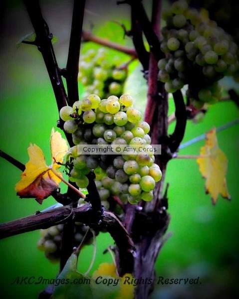 Late Harvest Grapes