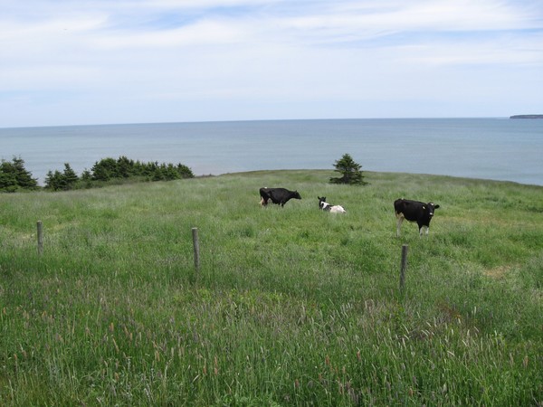 Cows by the sea