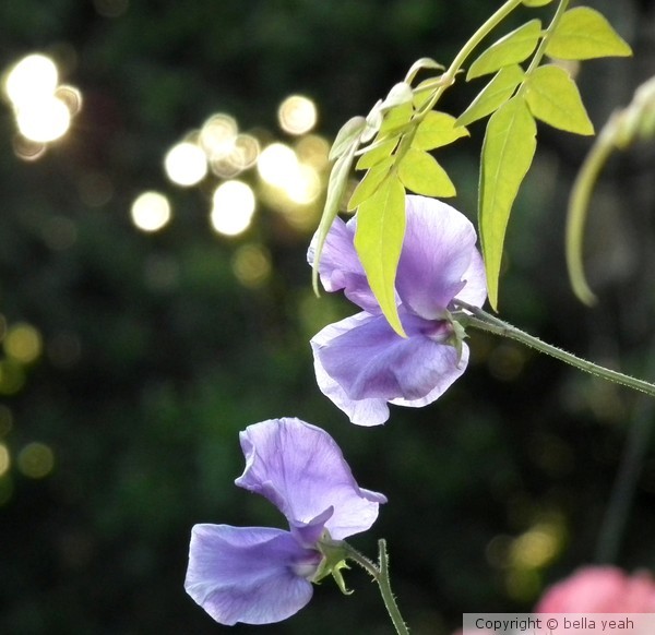 pale purple sweet pea