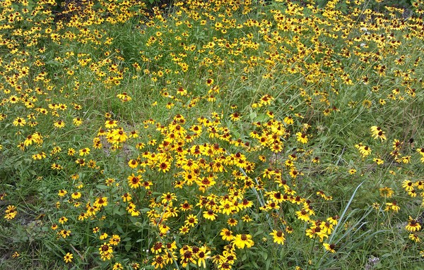 Trail Flowers 3