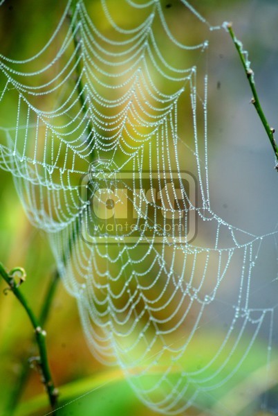 Dewy Web