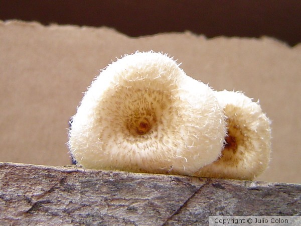 Spongy Fungus