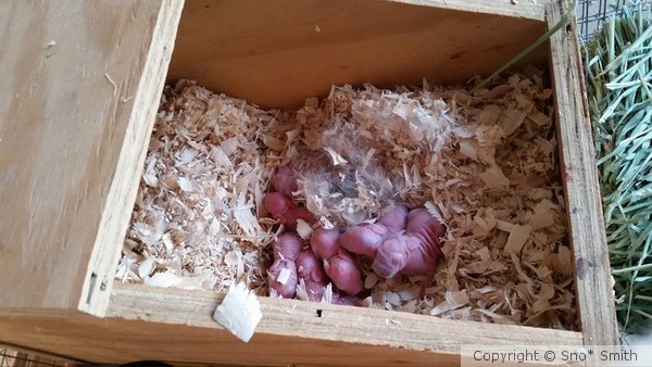 8 baby bunnies 1hour old