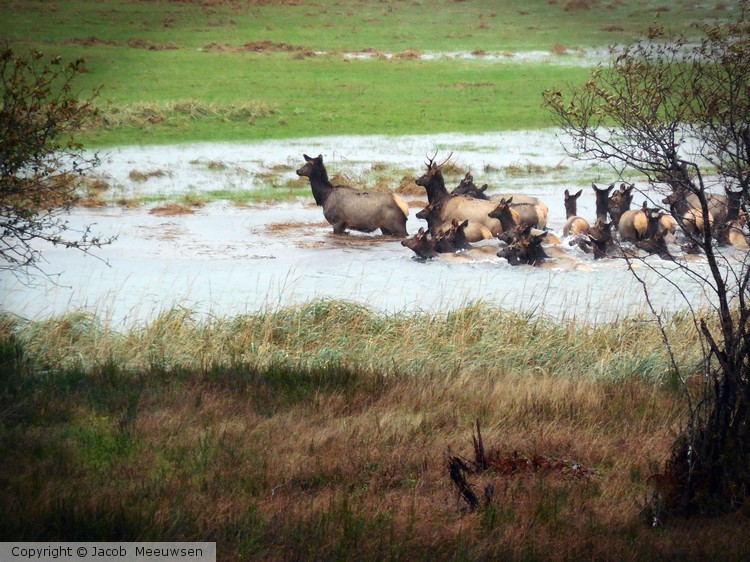 elk standing in the river