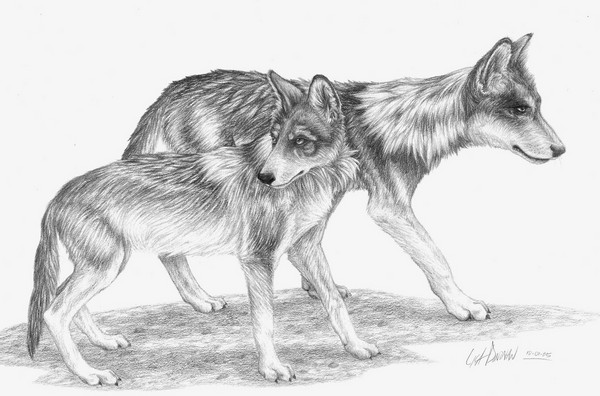 Mexican Gray Wolves