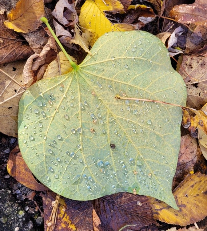 Water droplets on a leaf