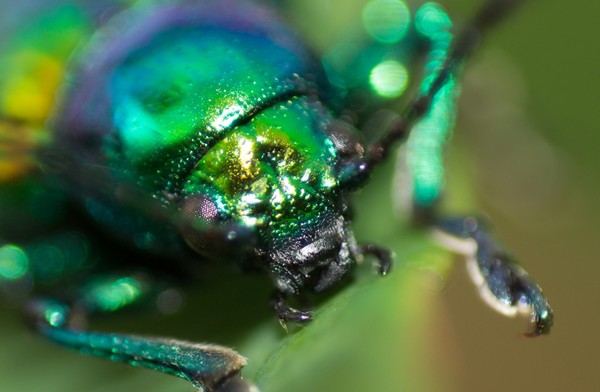 Dogbane Beetle Up Close