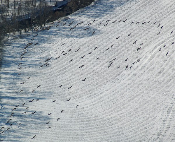 Winter Geese  from above