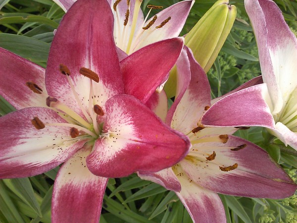 Lilies 