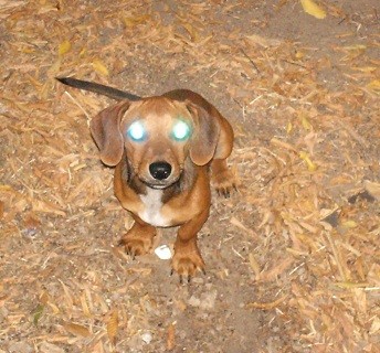 With Laser Eyes