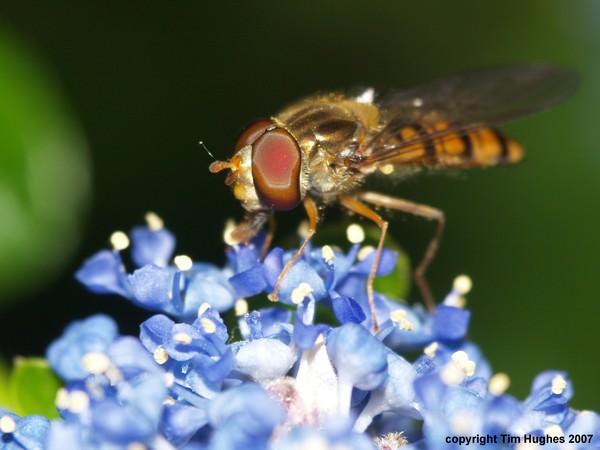 'Hoverfly 2'