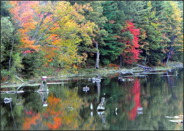 Autumn On  Edge Of Pond