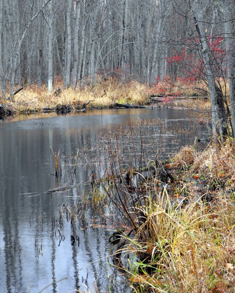 Autumn On A Creek