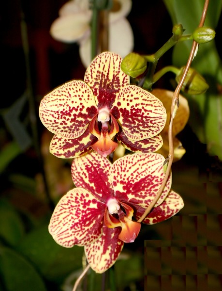 Red-Yellow Orchides