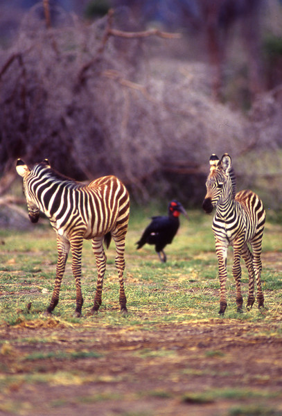 Zebras