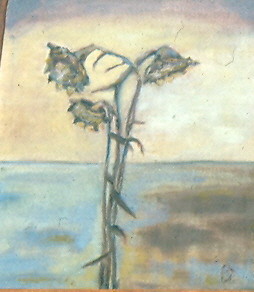 Dead Sunflower Standing