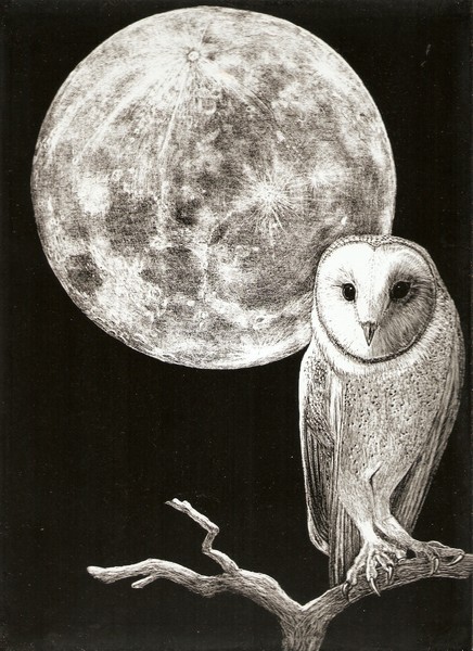 barn owl with full moon