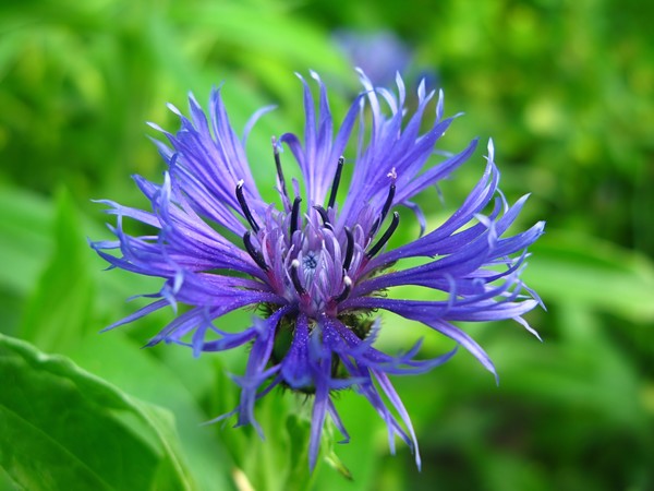 Blue Flower