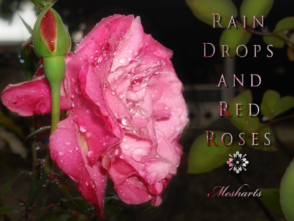 Rain Drops and Red Roses