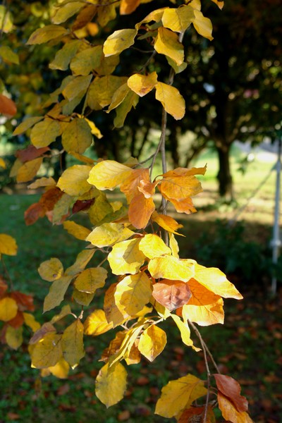 A sun-ray in MY GARDEN