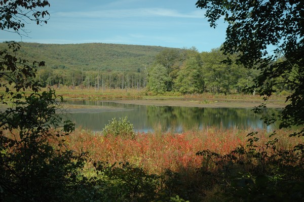 Basha KIll Wetland Fall color
