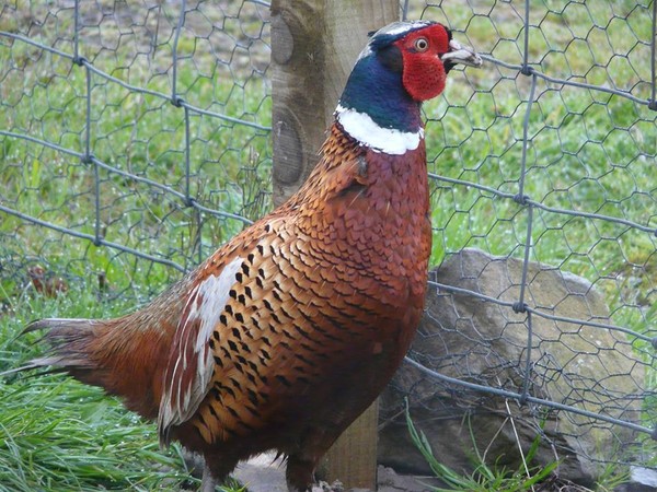 Male Pheasant