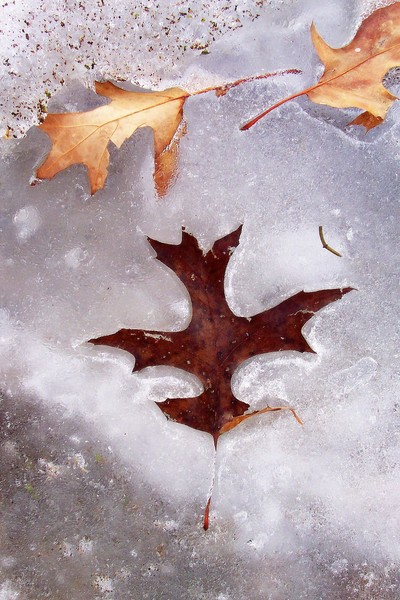 Autumn In Ice