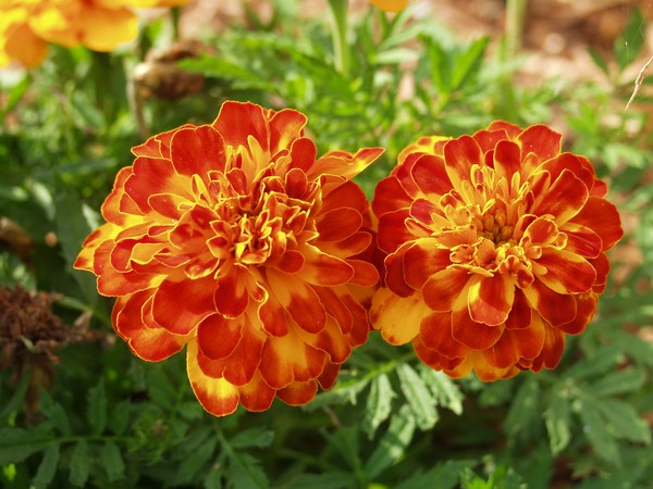 Almost Twins! ~ Marigolds On Maple Street ~