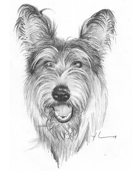 wp-lg picardy dog drawing