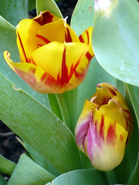 two tulips