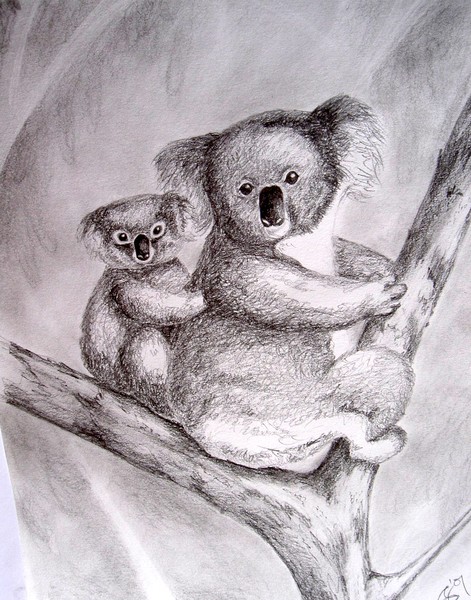 Koalas in pencil